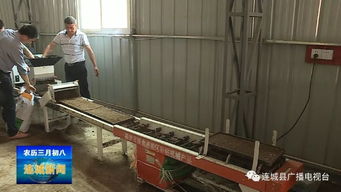 連城 推廣水稻工廠化機(jī)插育秧，提升糧食生產(chǎn)機(jī)械化水平